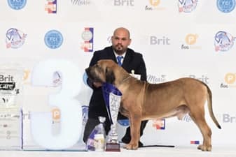 FCI World Dog Show Brno 2021