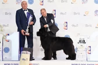 FCI World Dog Show Brno 2021