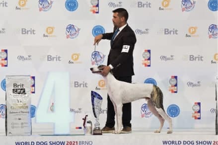 FCI World Dog Show Brno 2021
