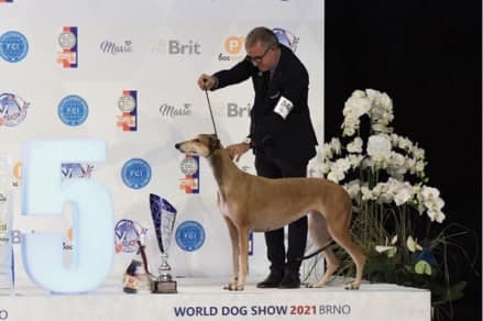FCI World Dog Show Brno 2021