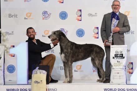 FCI World Dog Show Brno 2021