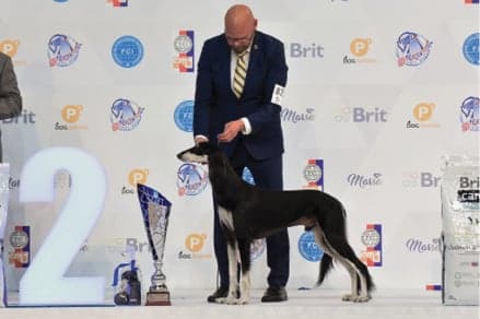 FCI World Dog Show Brno 2021