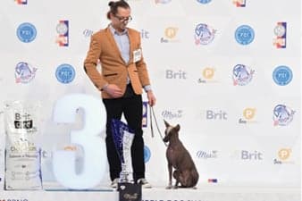 FCI World Dog Show Brno 2021