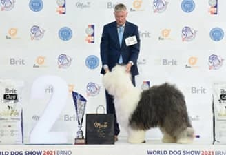 FCI World Dog Show Brno 2021