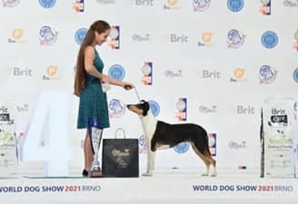 FCI World Dog Show Brno 2021