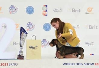 FCI World Dog Show Brno 2021