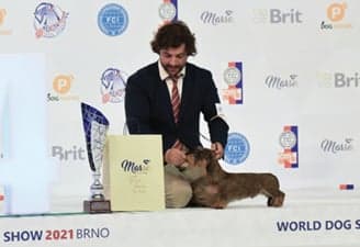 FCI World Dog Show Brno 2021