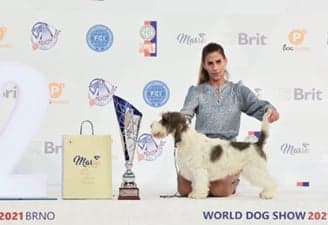FCI World Dog Show Brno 2021