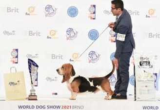 FCI World Dog Show Brno 2021
