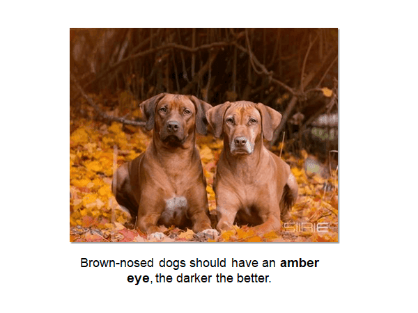 Rhodesian Ridgeback photo with a caption: "Brown-nosed dogs should have an amber eye, the darker the better."