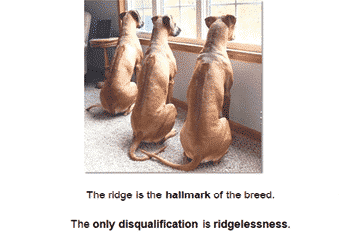 The Ridge | Demystifying Ridgeback Judging Assignment