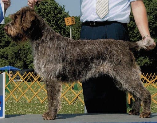 Form And Function Of The Wirehaired Pointing Griffon