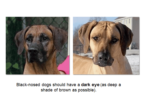 Rhodesian Ridgeback photos with a caption: "Black-nosed dogs should have a dark eye (as deep a shade of brown as possible)."
