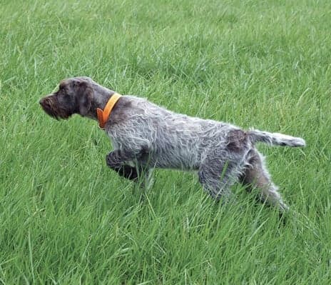 Form And Function Of The Wirehaired Pointing Griffon