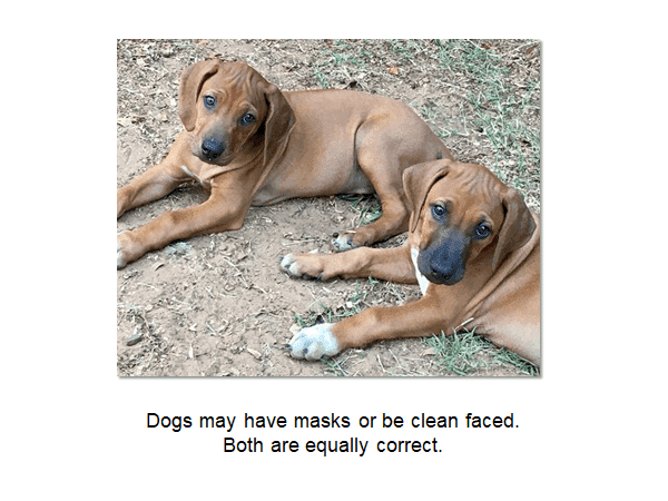 Photo with a caption: "Dogs may have masks or be clean faced. Both are equally correct."