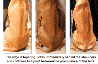 The Ridge | Demystifying Ridgeback Judging Assignment