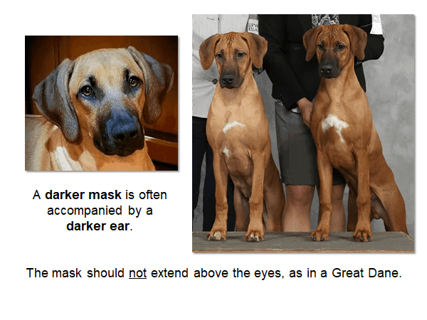Photos with a caption: "A darker mask is often accompanied by a darker ear. The mask should not extend above the eyes, as in a Great Dane.