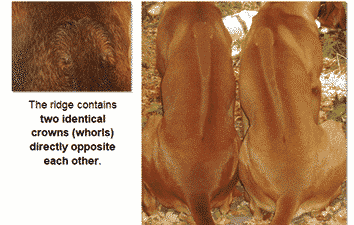 The Ridge: Demystifying the Ridgeback Judging Assignment