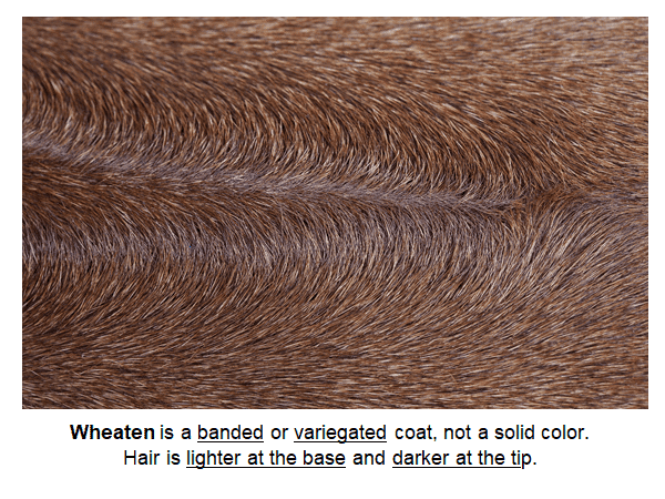 Photo with a caption: "Wheaten is a banded or variegated coat, not a solid color. Hair is lighter at the base and darker at the tip."