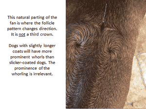 The Ridge | Demystifying Ridgeback Judging Assignment