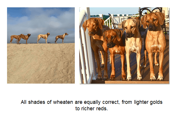 Photos with a caption: "All shades of wheaten are equally correct, from lighter golds to richer reds."