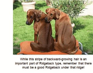 The Ridge: Demystifying the Ridgeback Judging Assignment