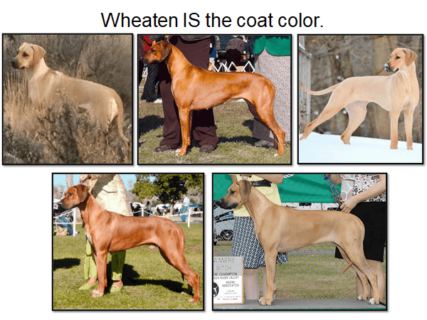 Rhodesian Ridgeback photos with a caption: "Wheaten IS the coat color."