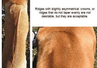 The Ridge | Demystifying Ridgeback Judging Assignment