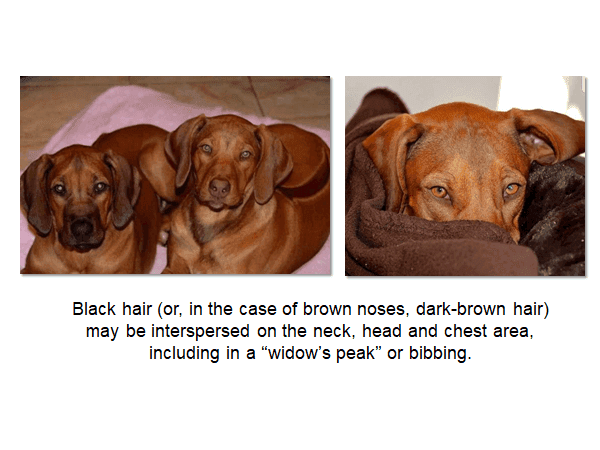 Rhodesian Ridgeback photos with a caption: "Black hair (or, in the case of brown noses, dark-brown hair) may be interspersed on the nec, head and chest area, including in a 'widow's peak' or bibbing."
