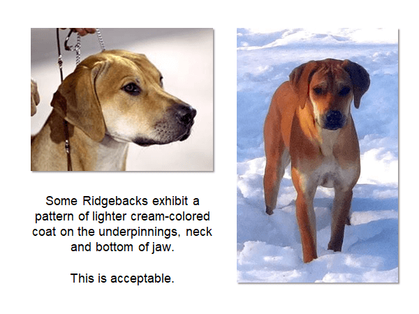 Rhodesian Ridgeback photos with a caption: "Some ridgebacks exhibit a pattern of lighter cream-colored coat on the underpinnings, neck and bottom of jaw. This is acceptable."