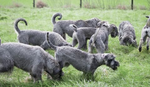 The Punnett Square | Preservation Breeders Can Utilize Population Genetics