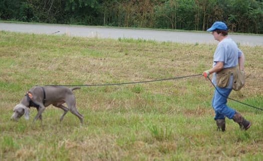 The Versatile Weimaraner