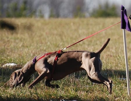 The Versatile Weimaraner