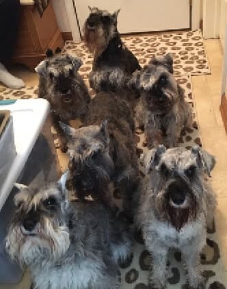 The Punnett Square | Preservation Breeders Can Utilize Population Genetics