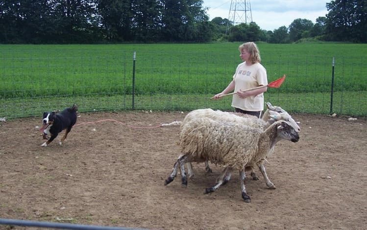 Apenzeller Sennenhund herding sheep