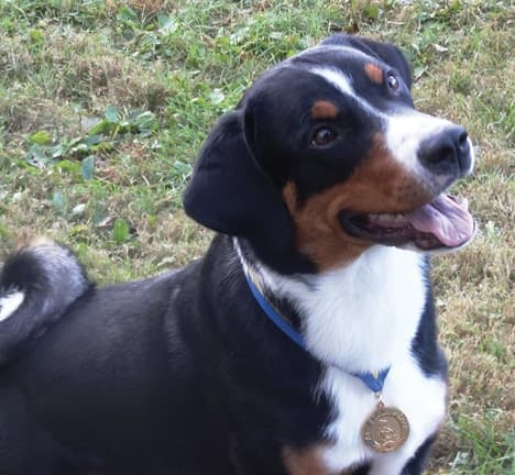 Hummer Queen Elsa CGC TKN (Owners Steve and Audrey Lyke)