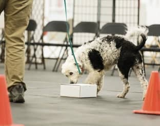The Versatile Portuguese Water Dog