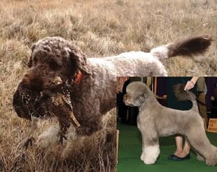 The Versatile Portuguese Water Dog