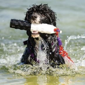 The Versatile Portuguese Water Dog