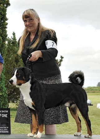 Apenzeller Sennenhund at a conformation dog show