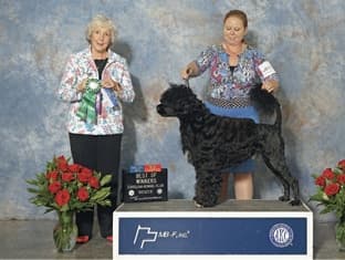 The Versatile Portuguese Water Dog