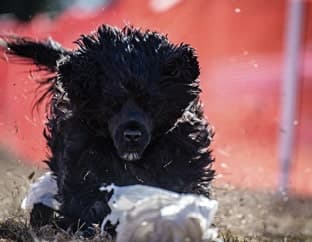 The Versatile Portuguese Water Dog