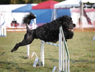 The Versatile Portuguese Water Dog