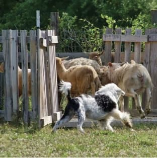 The Versatile Portuguese Water Dog