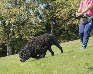 The Versatile Portuguese Water Dog