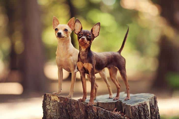 American Kennel Club Expands Its Pack In 2022