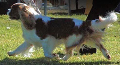 “Free moving and elegant in action.” This dog shows wonderful reach and drive, correct topline and tail carriage.