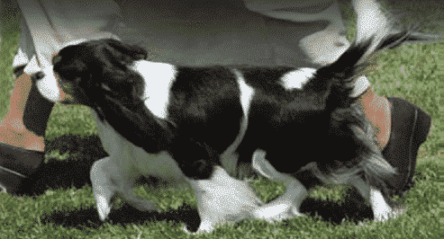 “Sound driving action” at a phase of the trot that shows flexing of hocks and stifles, good reach of hind feet well-forward under the body, and correct topline.