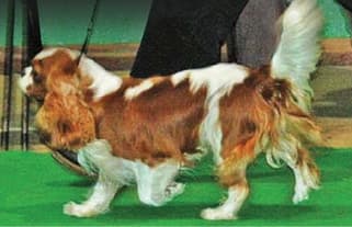 Lack of Drive, Little Flexion of Stifles and Hock
