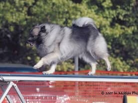 Purebred Keeshond